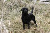 LABRADOR 842